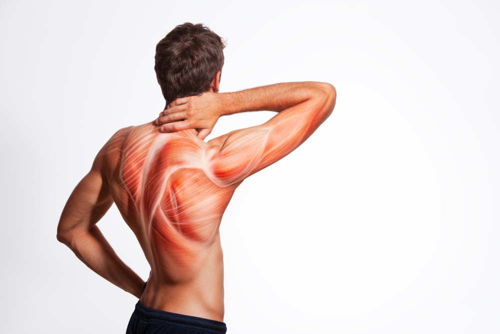 A conceptual image depicting back muscle pain